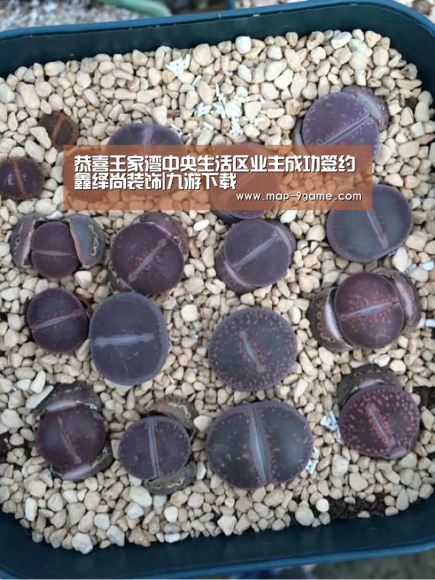 九游下载