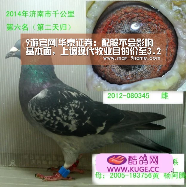 9游官网|华泰证券:配股不会影响基本面,上调现代牧业目的价至3.2港元(图1) 9游官网